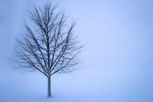 kale boom in koude sneeuw